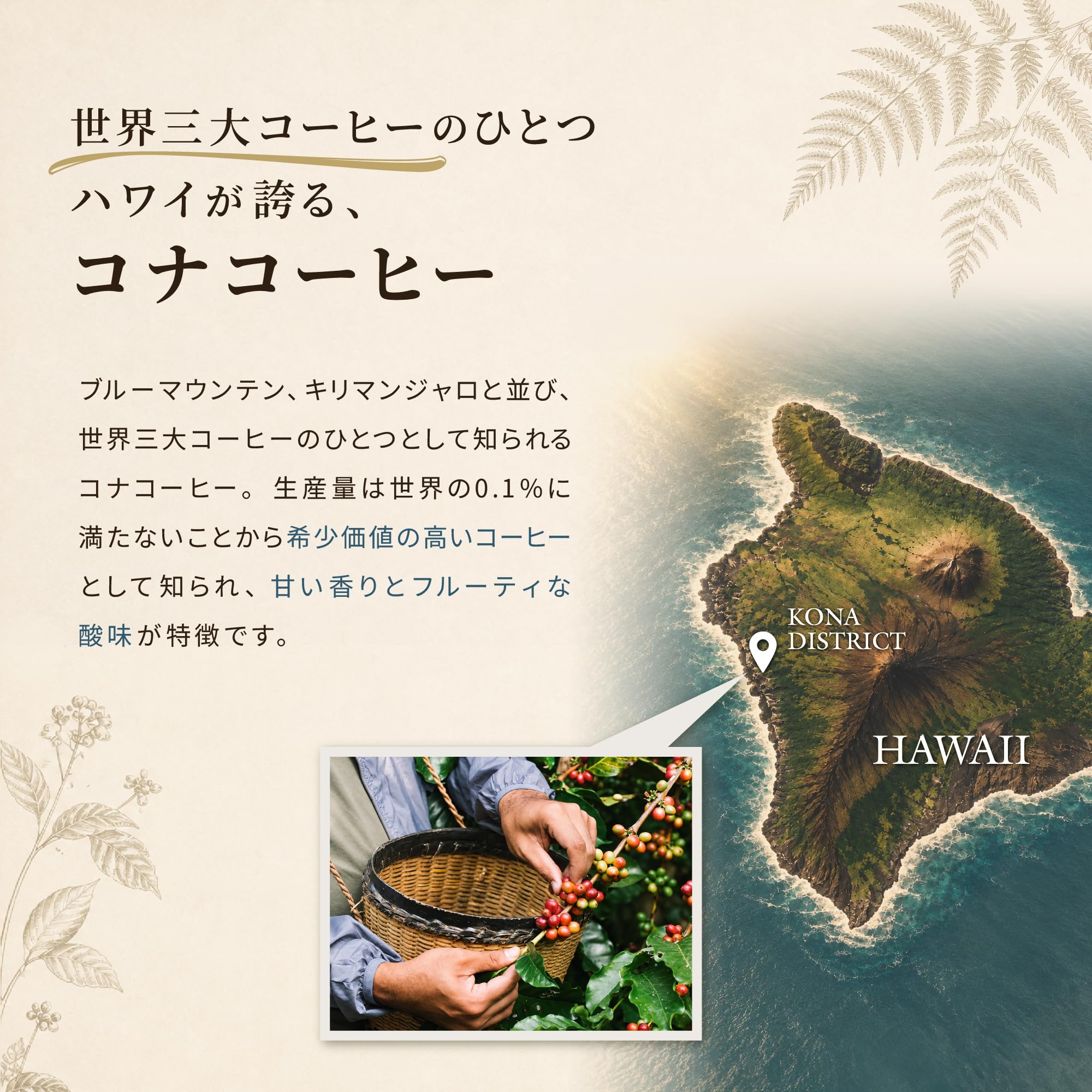 Amazon.co.jp: ☆父の日にハワイのコーヒー☆ロイヤルコナ ハワイコナ